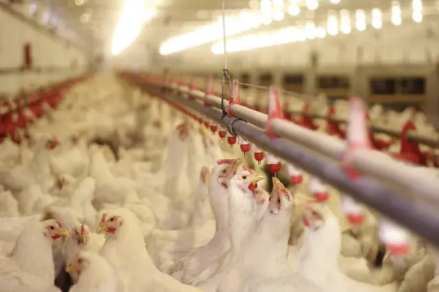 Hens in a poultry shed