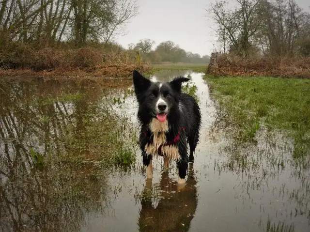 Morris the border collie wading through flooded fields by the river Derwent in Elvington