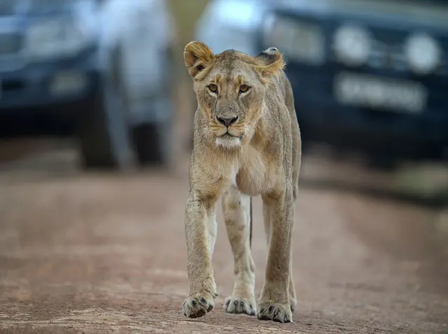 A lioness walks up a road in front of tourist vehicles at the Nairobi national park on August 10, 2015