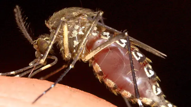 The body of a female mosquito fills up and balloons as she sucks blood