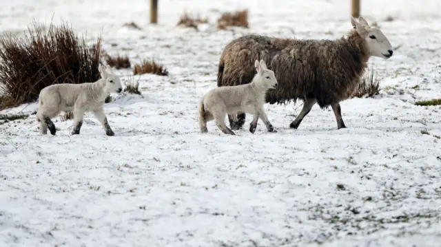 Lambs in snow