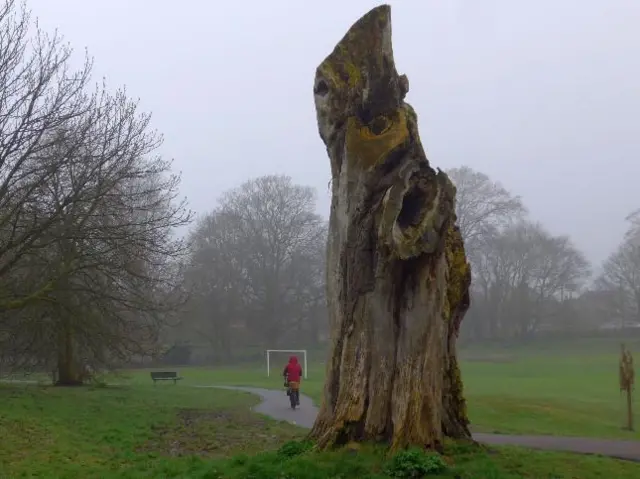 Tree in Baysgarth Park in Barton-upon-Humber