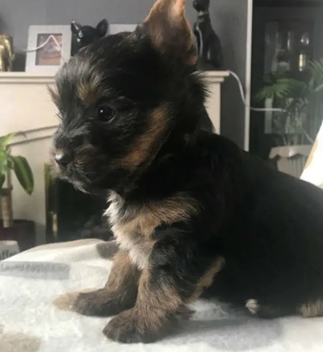 Yorkshire Terrier/Biewer Terrier cross puppy