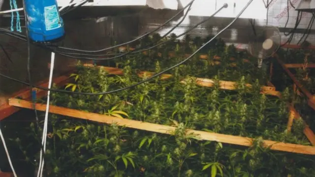 Cannabis plants found in a loft during a police raid.