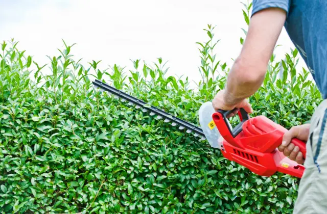 Hedge trimming. Pic: Getty Images