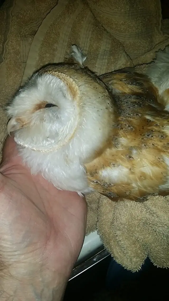 The injured barn owl before it died