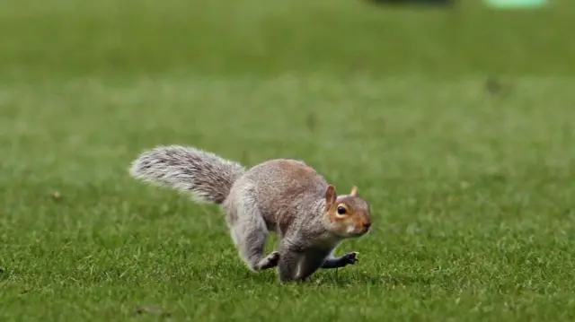 Hull City squirrel