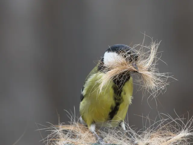 Great Tit