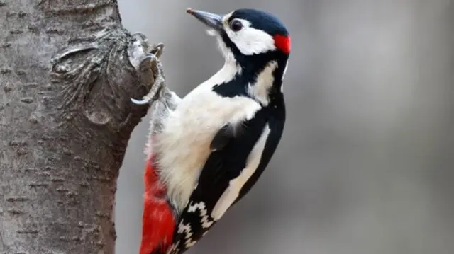 Woodpecker