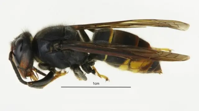 Asian Hornet