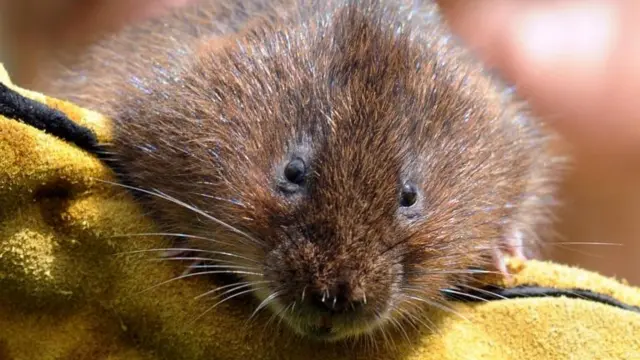 Water vole