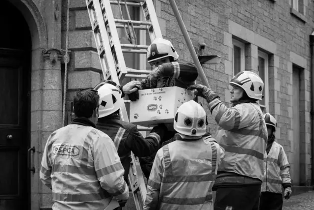 Seagull rescue