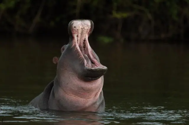 A hippopotamus