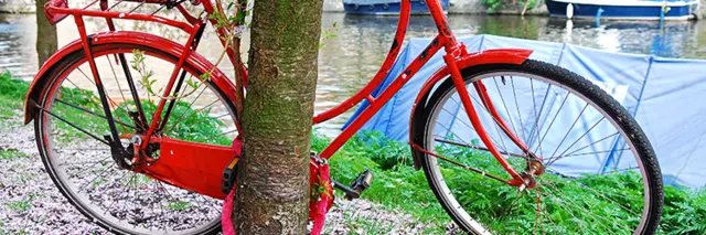 Bike against tree