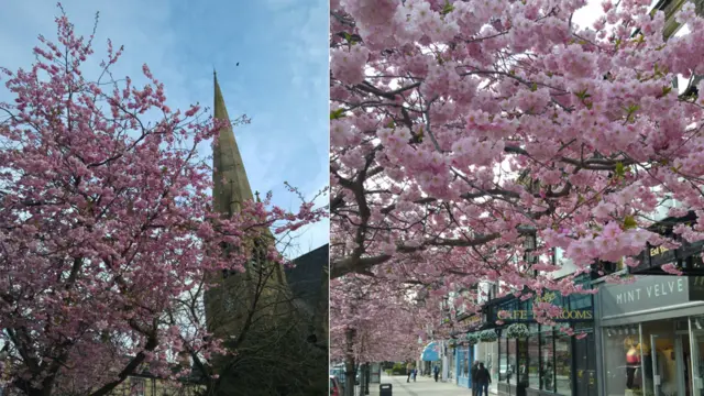 Blossom in Ilkley