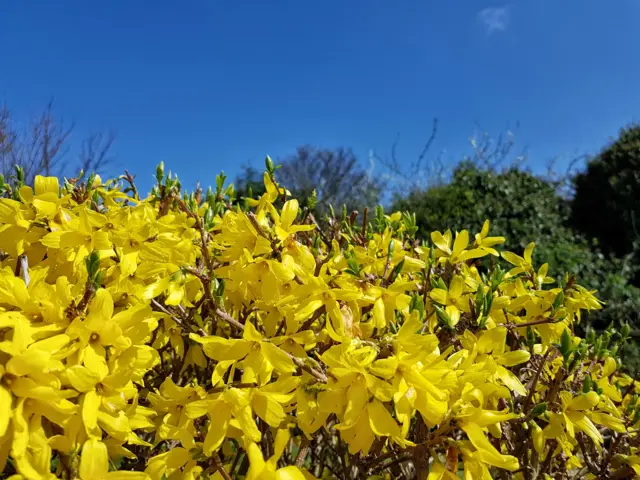 Bright yellow blooms against a clear blue sky