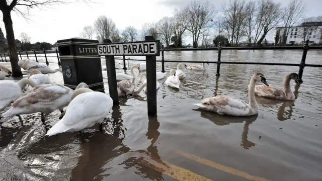 Swans on the River Severn in Worcester