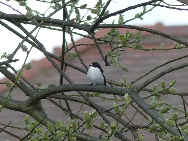 Pied flycatcher