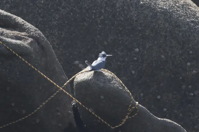 American belted kingfisher