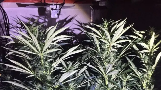 Some of the cannabis plants in Burslem