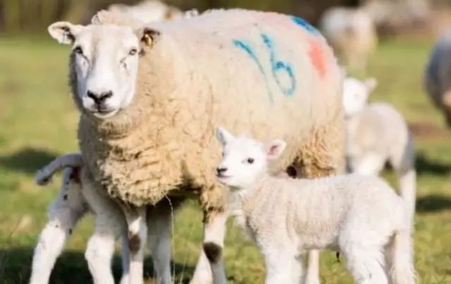 Ewe and lambs