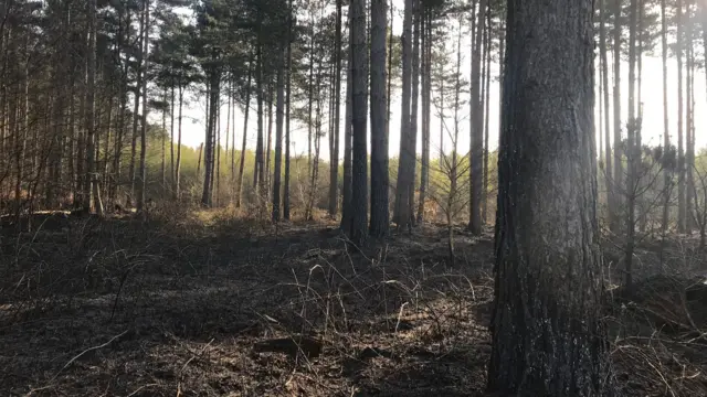 Fire at Clumber Park