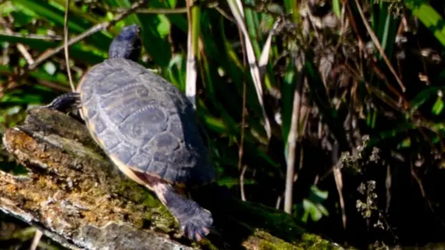 Turtle at Brock's Hill County Park in Oadby