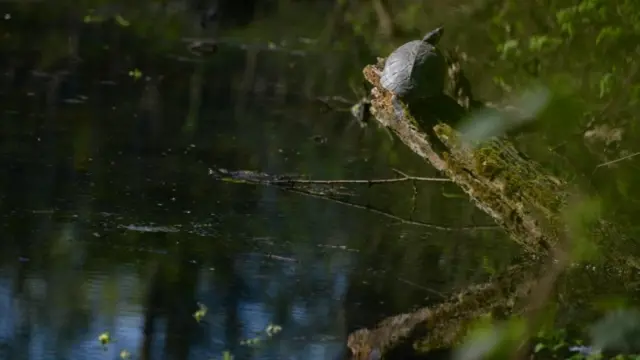 Turtle at Brock's Hill County Park in Oadby