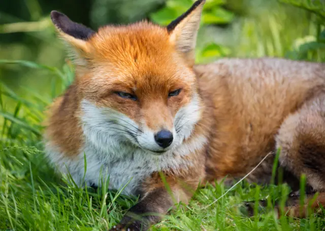 A fox