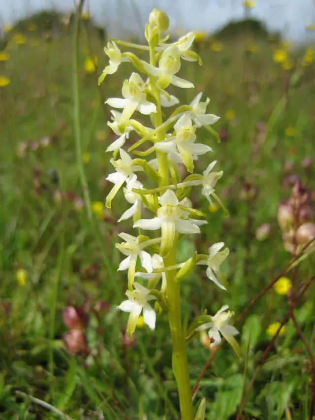 lesser butterfly orchid