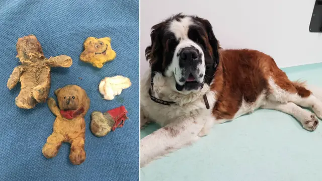 Maisy and the teddies