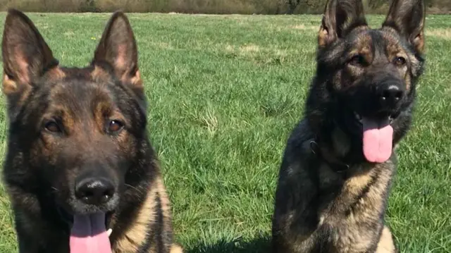 Derbyshire Police dogs