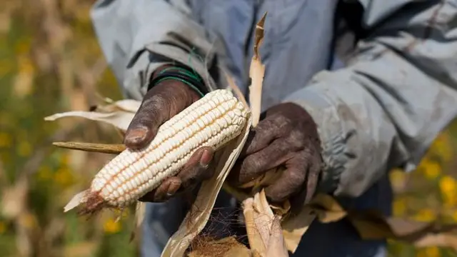 Someone holding a maize cob in Tanzania