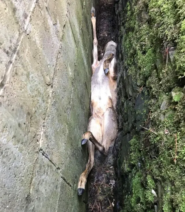 Trapped deer in Whaley Bridge