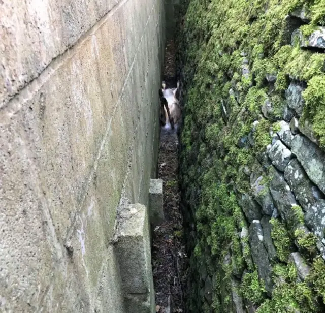 Trapped deer in Whaley Bridge