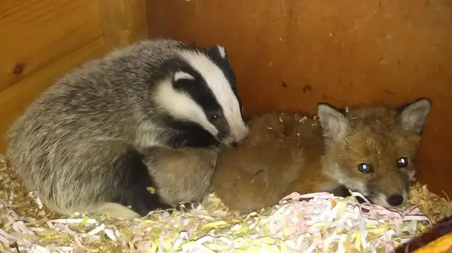 Badgers and fox