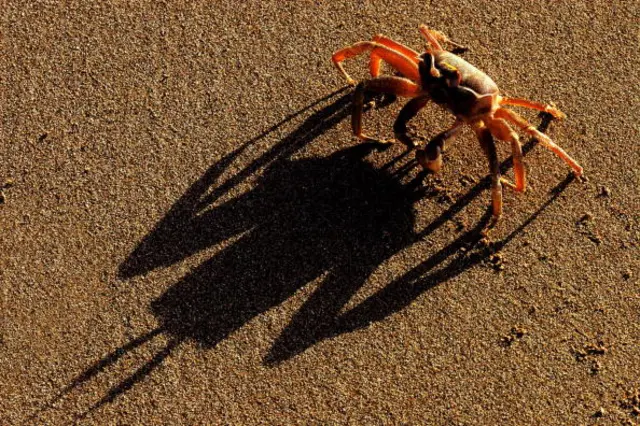 A crab walking sideways on a beach