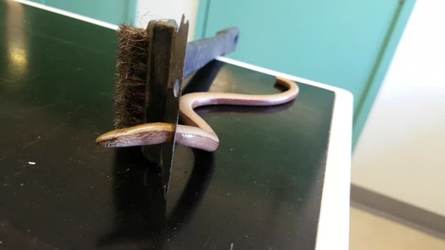 slow worm stuck in bbq scraper