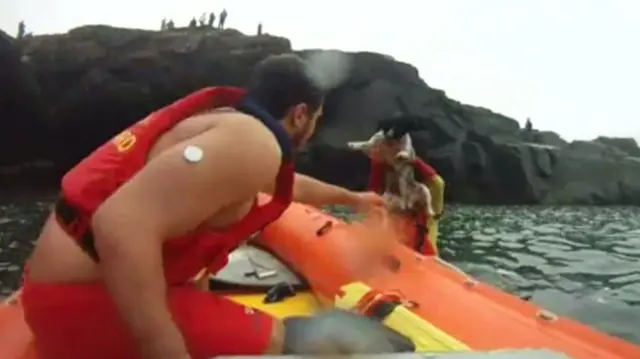 Dog being rescued by RNLI