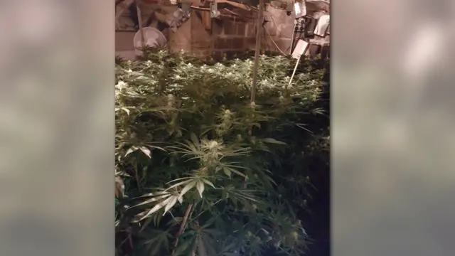 Cannabis growing