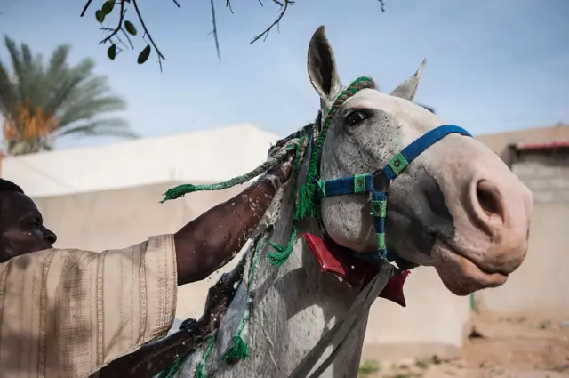 A man washes a horse