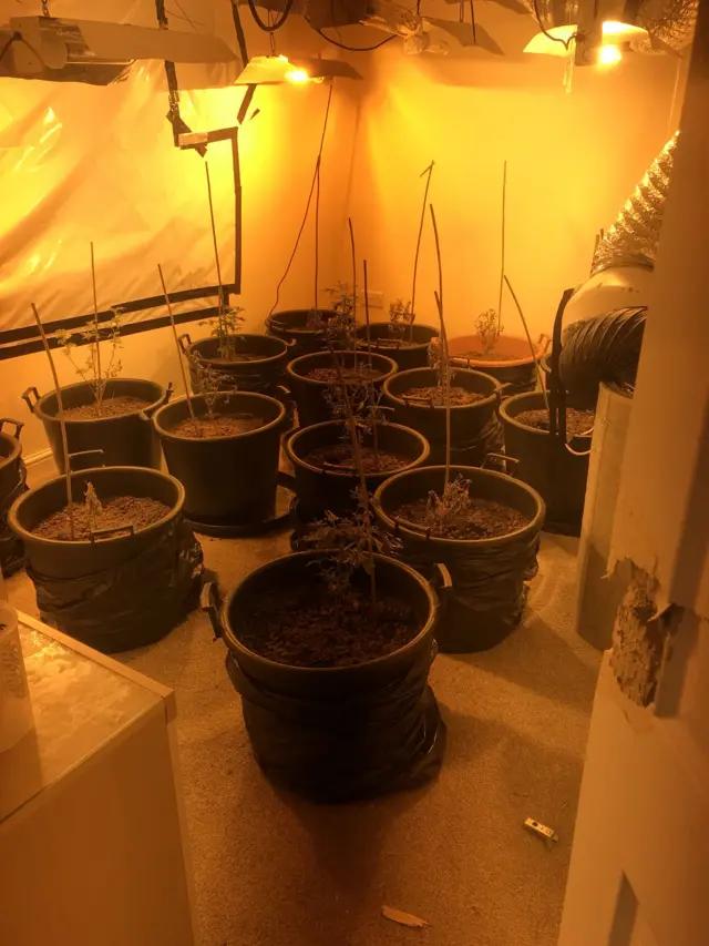 Cannabis farm