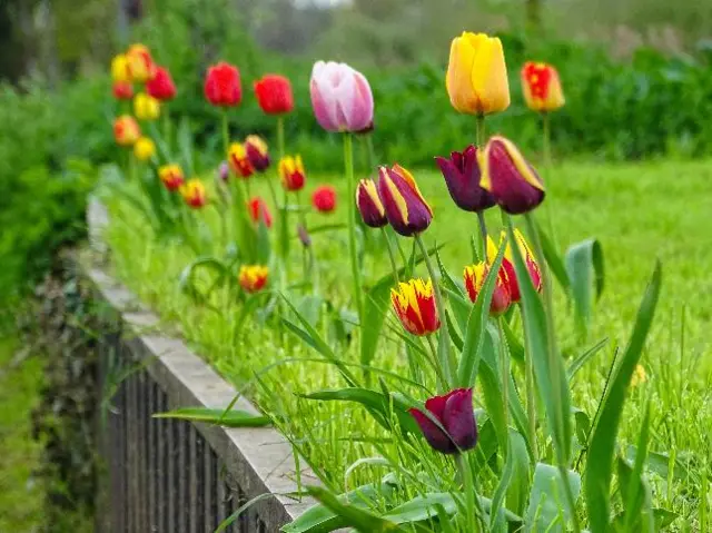 Colourful tulips