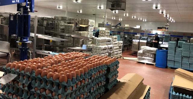 Egg packing factory