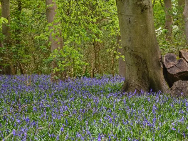 Bluebells cover a woodland floor