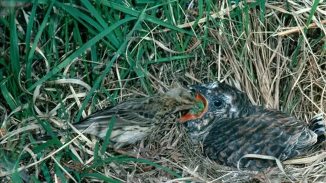 A cuckoo being fed