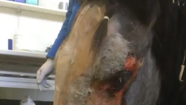 Injured pony