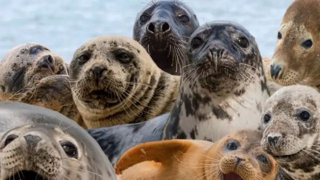 More than 800 seals have been culled in the last seven years