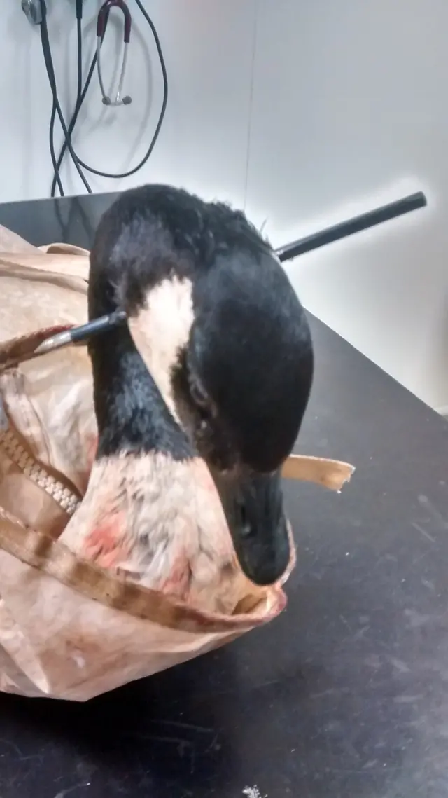 Goose shot with crossbow