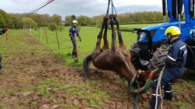 The horse being hoisted out